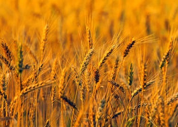 parable of wheat