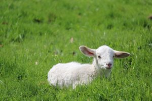 the passover lamb