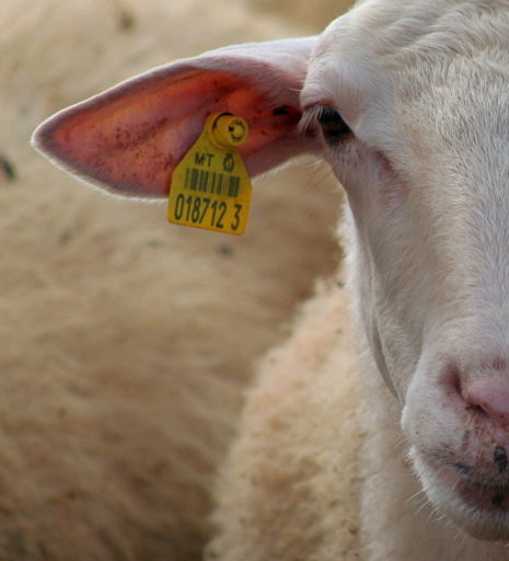 Sheeple earmarked 