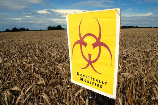 GM crops a measure of progress or regress?