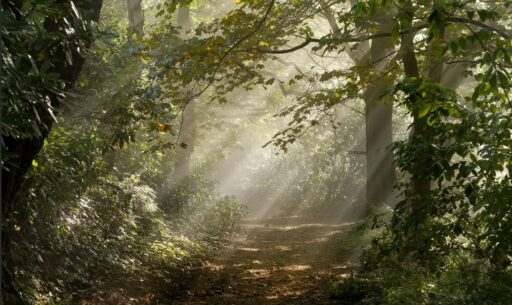 Peace and Light